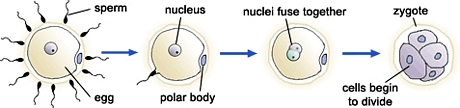 Fertilization